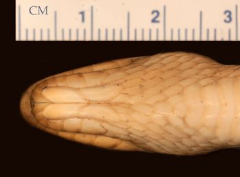 Media type: image;   Herpetology R-22670
